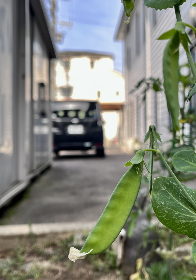 Guchiさんの この一枚「肥えた牛を食べて憎み合うよりは／青菜の食事で愛し合う方がよい。(聖書　箴言15:17)<br><br>４畳半ほどの教会の庭に植えた「サヤエンドウ」が実をつけはじめました。サヤエンドウは中央アジア・中近東が原産地で、ツタンカーメンのお墓からも出てきたそうです。出エジプトの時代、エジプトにいたイスラエルの人々やモーセも食べていたのでしょうか？　<br>週末のみなさまの歩み守られますように<br><br>迎える4/23の世界中の礼拝が豊かに祝福されますように<br>弱さやしんどさを覚えている方を、主が格別に顧みてくださり、主の与えてくださる慰めと癒しで満たしてくださいますように」