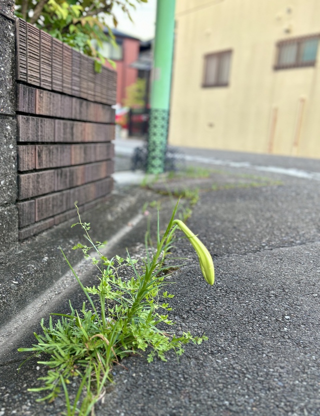 guchiさんの この一枚「荒れ野よ、荒れ地よ、喜び躍れ／砂漠よ、喜び、花を咲かせよ／野ばらの花を一面に咲かせよ。花を咲かせ／大いに喜んで、声をあげよ。（聖書　イザヤ35:1-2)<br><br>早朝、チラシ配りをしているといろんなものに出会います。<br>道路の隙間から育った大きな花を咲かせる直前の水仙？？？？に出会いました。どんな場所でも、育て、花を咲かせてくださる主の御業に励まされた朝でした。<br><br>猛暑が続いています。みなさまの今週の歩みが守られますように」