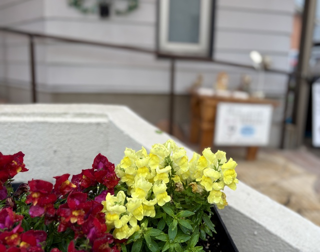 guchiさんの この一枚「地の続くかぎり、種蒔きも刈り入れも／寒さも暑さも、夏も冬も／昼も夜も、やむことはない。（聖書　創世記8:22）<br><br>教会の玄関の金魚草が満開の季節になりました。散歩のみなさんが少し足をとめてくださるのが感謝です。<br>イースターから歩みだしたみなさまの今週の歩みを主が堅く支えてくださいますように。<br>悲しみの中にある方を主が格別に憐れんでくださいますように。」