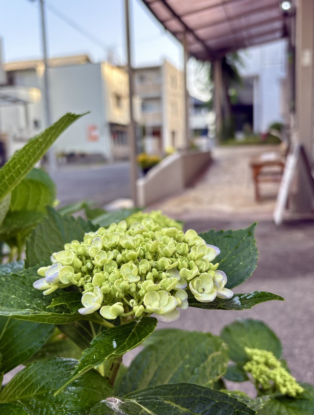 guchiさんの この一枚「今日は生えていて、明日は炉に投げ込まれる野の草でさえ、神はこのように装ってくださる。（マタイ6:30)<br><br>教会のアジサイが、今か今かと咲くのを待っています。主がアジサイを用いて、教会の前の通る方々の心を癒してくださいますように。<br><br>今日は梅雨どころか、夏のような暑さになりそうです。皆様の健康が守られますように。」