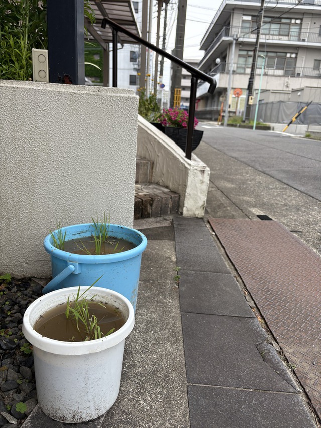 guchiさんの この一枚「目を上げて畑を見るがよい。色づいて刈り入れを待っている。（ヨハネ4:35)<br><br>バケツにミニ水田を作って稲の苗を植えました。教会の前を通ってくださる方が季節の移り変わりと、すべてを育む主を感じてくださるといいな・・・と願っています。<br><br>急に寒くなりました。皆様の今週の歩みが守られますように。<br>悲しみの中にいる方を主が深く癒してくださいますように。<br>そのような主の働きの器として世界中の教会が用いられますように。」