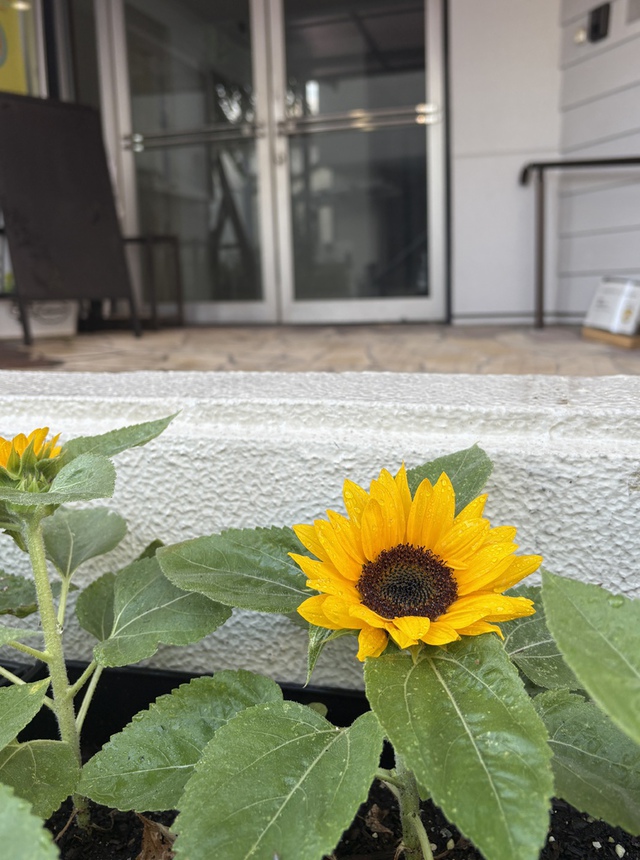 guchiさんの この一枚「「荒れ野よ、荒れ地よ、喜び躍れ／砂漠よ、喜び、花を咲かせよ」（聖書　イザヤ35:1　前半）<br><br>ヒマワリが咲き始めました。教会の前を「ママ、ヒマワリが咲いてる！」とお子さんが歓声をあげていました。うれしくなりました。荒れ野のような中を生きる方に、力と生きる喜びの花を咲かせてくださる主と多くの方が出会ってくださいますように。<br><br>何を朝着て行けばいいのかしらと悩む季節です。主が与えてくださった一日の歩みが、主が堅く守ってくださいますように。」