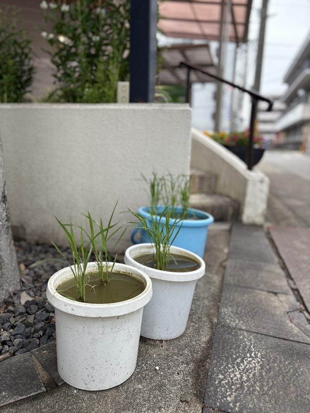 guchiさんの この一枚「恵みの業をもたらす種を蒔け／愛の実りを刈り入れよ。新しい土地を耕せ。主を求める時が来た。（聖書　ホセア10:12)<br><br>教会の玄関に植えた稲は順調に成長中。梅雨入りし、近くの音楽教室からの帰り道の親子連れが、楽しそうに見て行ってくれました。みなさんで主の御業を味わうことができますように。<br><br>梅雨入りした日々、みなさまの一日、一日が守られますように」