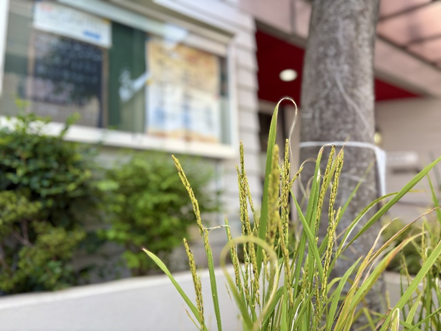 ぐちさんの この一枚「いちじくの木に花は咲かず／ぶどうの枝は実をつけず／オリーブは収穫の期待を裏切り／田畑は食物を生ぜず／羊はおりから断たれ／牛舎には牛がいなくなる。しかし、わたしは主によって喜び／わが救いの神のゆえに踊る。わたしの主なる神は、わが力。わたしの足を雌鹿のようにし／聖なる高台を歩ませられる。（聖書　ハバクク3:17-19)<br><br>実が入っていない穂が多い収穫となりそうです。しかし、多くのことに気づかせ、たくさんの方とお話できたこの数か月を与えてくださった主に感謝です。」