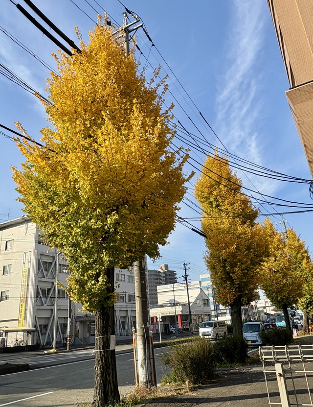 guchiさんの この一枚「今日こそ主の御業の日。今日を喜び祝い、喜び躍ろう。（聖書　詩編118:24)<br><br>教会の近くの銀杏並木は今が盛り、鮮やかな黄色がまぶしいです。子どものころ落ち葉でトッポジージョをたくさん作ったのを思い出します。」