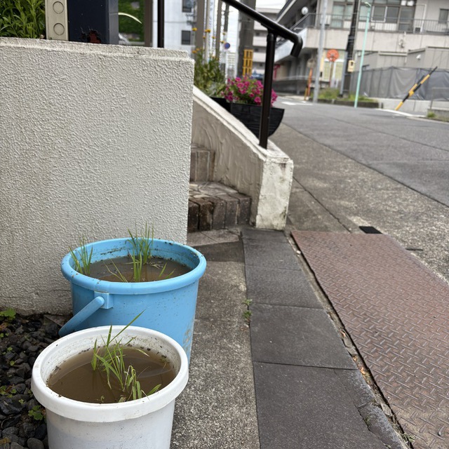 目を上げて畑を見るがよい。色づいて刈り入れを待っている。（ヨハネ4:35)

バケツにミニ水田を作って稲の苗を植えました。教会の前を通ってくださる方が季節の移り変わりと、すべてを育む主を感じてくださるといいな・・・と願っています。

急に寒くなりました。皆様の今週の歩みが守られますように。
悲しみの中にいる方を主が深く癒してくださいますように。
そのような主の働きの器として世界中の教会が用いられますように。