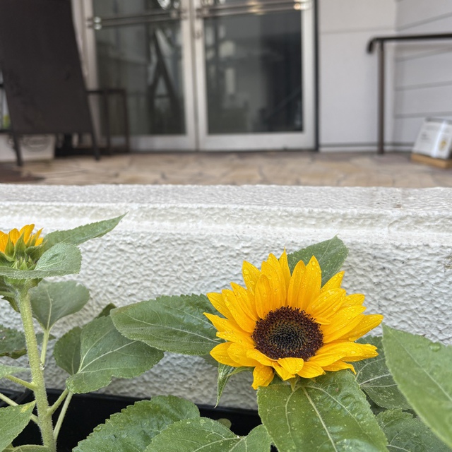 「荒れ野よ、荒れ地よ、喜び躍れ／砂漠よ、喜び、花を咲かせよ」（聖書　イザヤ35:1　前半）

ヒマワリが咲き始めました。教会の前を「ママ、ヒマワリが咲いてる！」とお子さんが歓声をあげていました。うれしくなりました。荒れ野のような中を生きる方に、力と生きる喜びの花を咲かせてくださる主と多くの方が出会ってくださいますように。

何を朝着て行けばいいのかしらと悩む季節です。主が与えてくださった一日の歩みが、主が堅く守ってくださいますように。