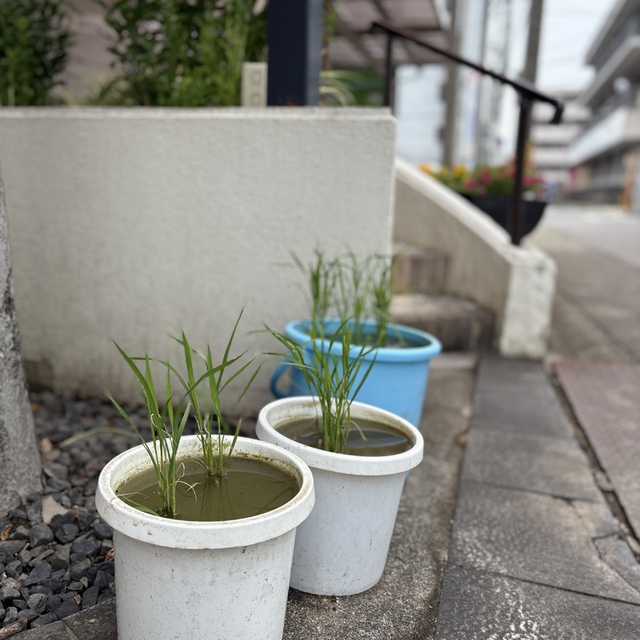 恵みの業をもたらす種を蒔け／愛の実りを刈り入れよ。新しい土地を耕せ。主を求める時が来た。（聖書　ホセア10:12)

教会の玄関に植えた稲は順調に成長中。梅雨入りし、近くの音楽教室からの帰り道の親子連れが、楽しそうに見て行ってくれました。みなさんで主の御業を味わうことができますように。

梅雨入りした日々、みなさまの一日、一日が守られますように