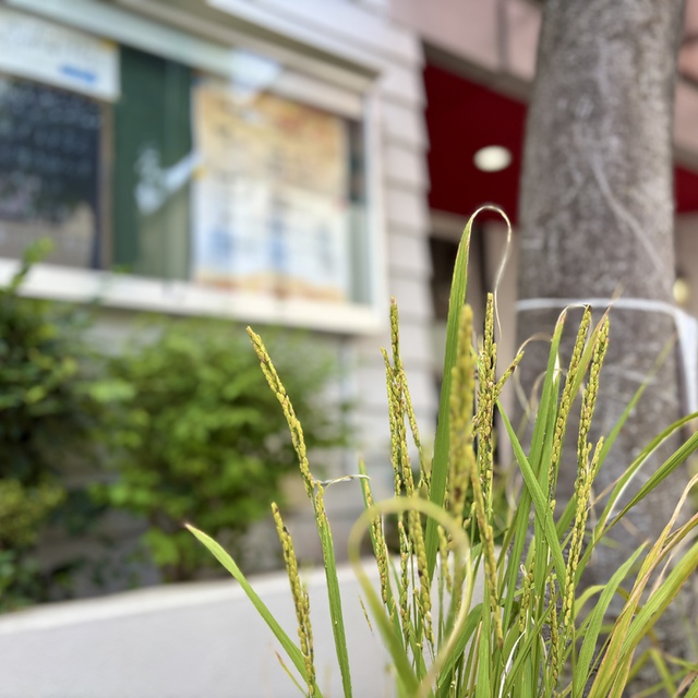 いちじくの木に花は咲かず／ぶどうの枝は実をつけず／オリーブは収穫の期待を裏切り／田畑は食物を生ぜず／羊はおりから断たれ／牛舎には牛がいなくなる。しかし、わたしは主によって喜び／わが救いの神のゆえに踊る。わたしの主なる神は、わが力。わたしの足を雌鹿のようにし／聖なる高台を歩ませられる。（聖書　ハバクク3:17-19)

実が入っていない穂が多い収穫となりそうです。しかし、多くのことに気づかせ、たくさんの方とお話できたこの数か月を与えてくださった主に感謝です。