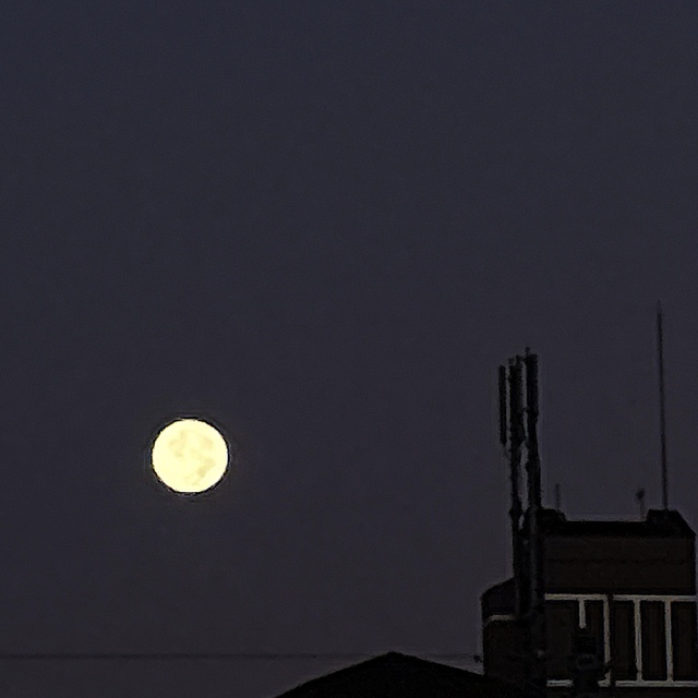 わたしたちの力の神に向かって喜び歌い・・ 角笛を吹き鳴らせ／新月、満月、わたしたちの祭りの日に（聖書　詩編81:1-3)

昨夜は曇に隠れていた満月が、今朝、雲のない空に輝いていました。チラシ配りをしながら満月を堪能させてもらいました。天地を造られた主に感謝。