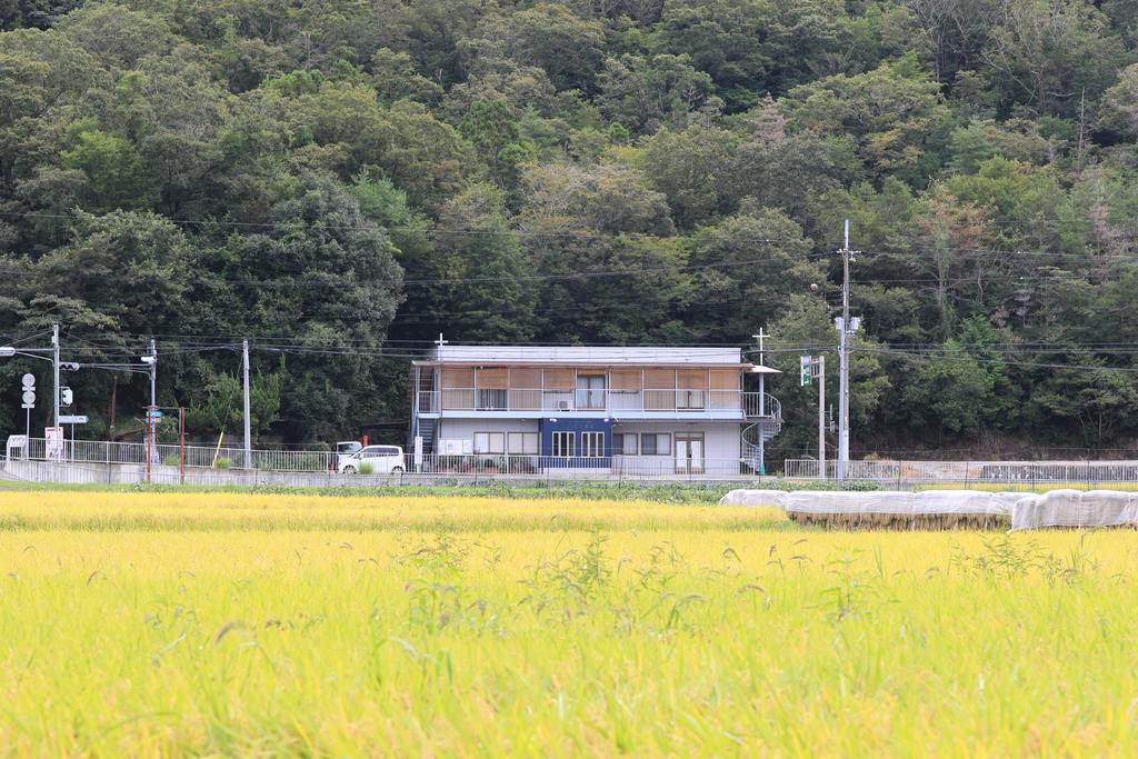 教会で「バケツ稲づくり」をはじめてみました　その1