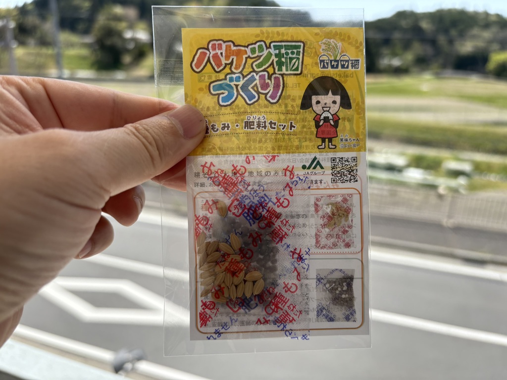 教会で「バケツ稲づくり」をはじめてみました　その2