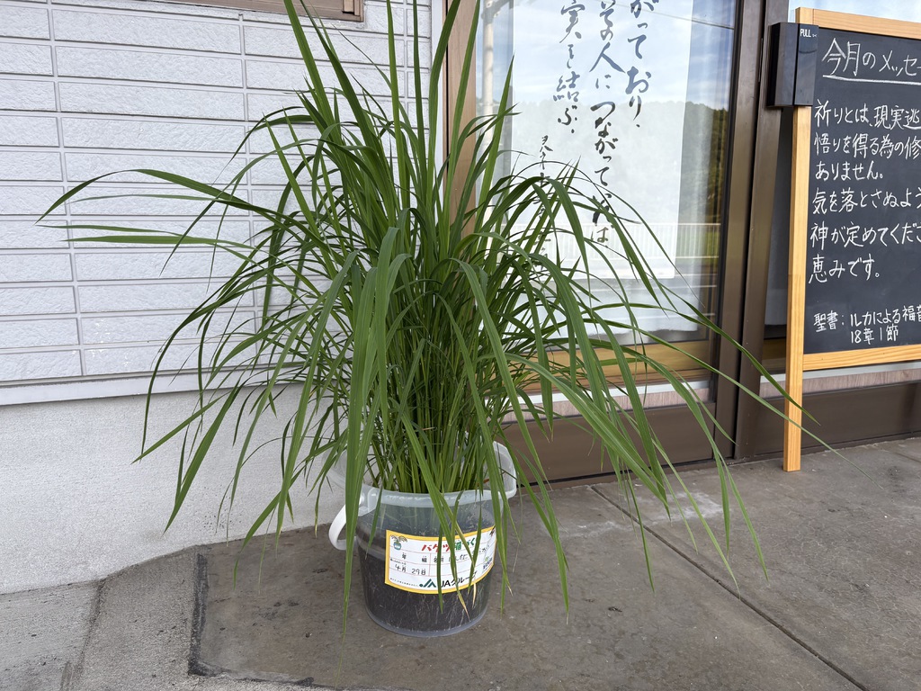 教会で「バケツ稲づくり」をはじめてみました　その12