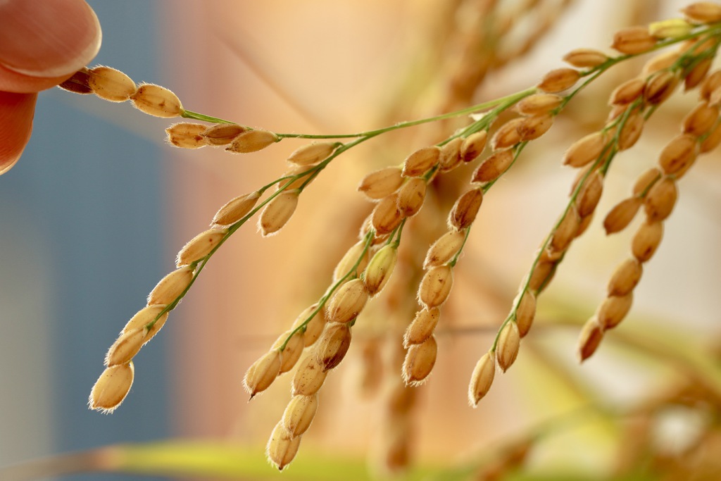 教会で「バケツ稲づくり」をはじめてみました　その17