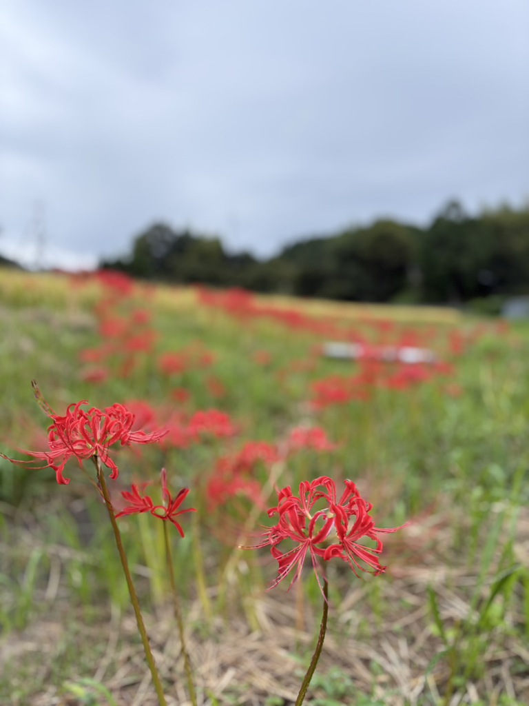 教会で「バケツ稲づくり」をはじめてみました　その18