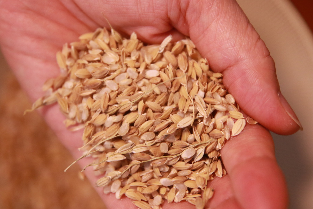 教会で「バケツ稲づくり」をはじめてみました　その20