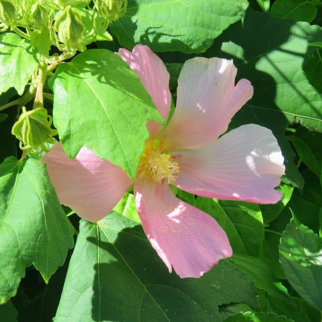 薄ピンクに薄黄色の大きな花。この辺一帯に自生していて夏にはすさまじい草の茂り方に舌をまきますが、初秋にはこんなにきれいな花が咲くと知っているので全ては刈れないのです。