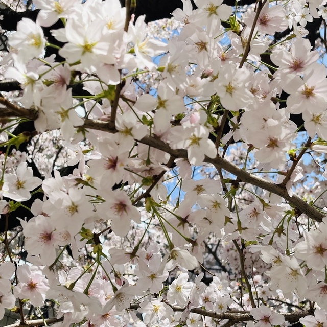 つい1ヶ月前には、こんなに美しい桜を、神さまが咲かせてくださった。すぐに忘れてしまう自分を憐れみ恵んでくださる主に感謝を捧げます。