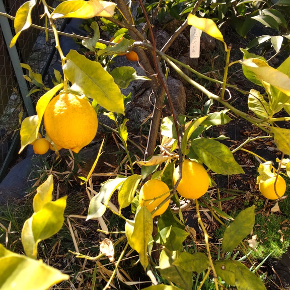 教会の檸檬の木から収穫しました！