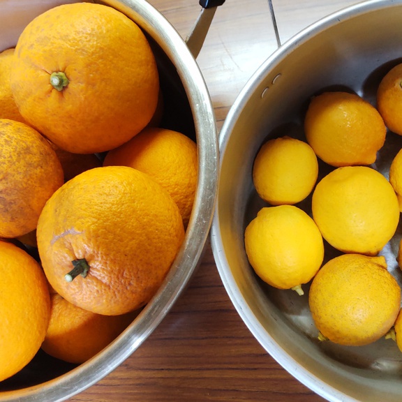 今年も教会のみなさんと自家製マーマレードを作ります