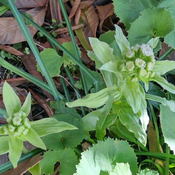 教会庭にも、春の訪れです