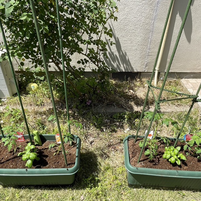 みんなでトマトとバジル、ひまわりの種を植えました。