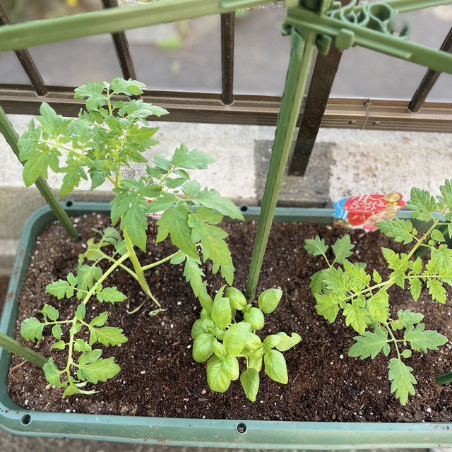 みんなでトマトとバジルそして、ひまわりの種を植えました。