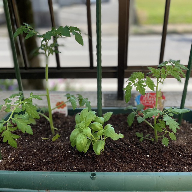 みんなでトマトとバジルそして、ひまわりの種を植えました。