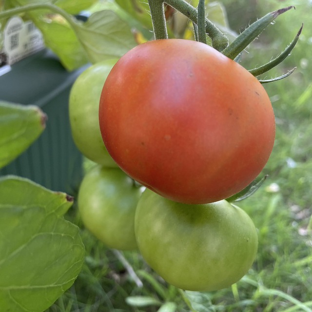 トマトの実がなりました！